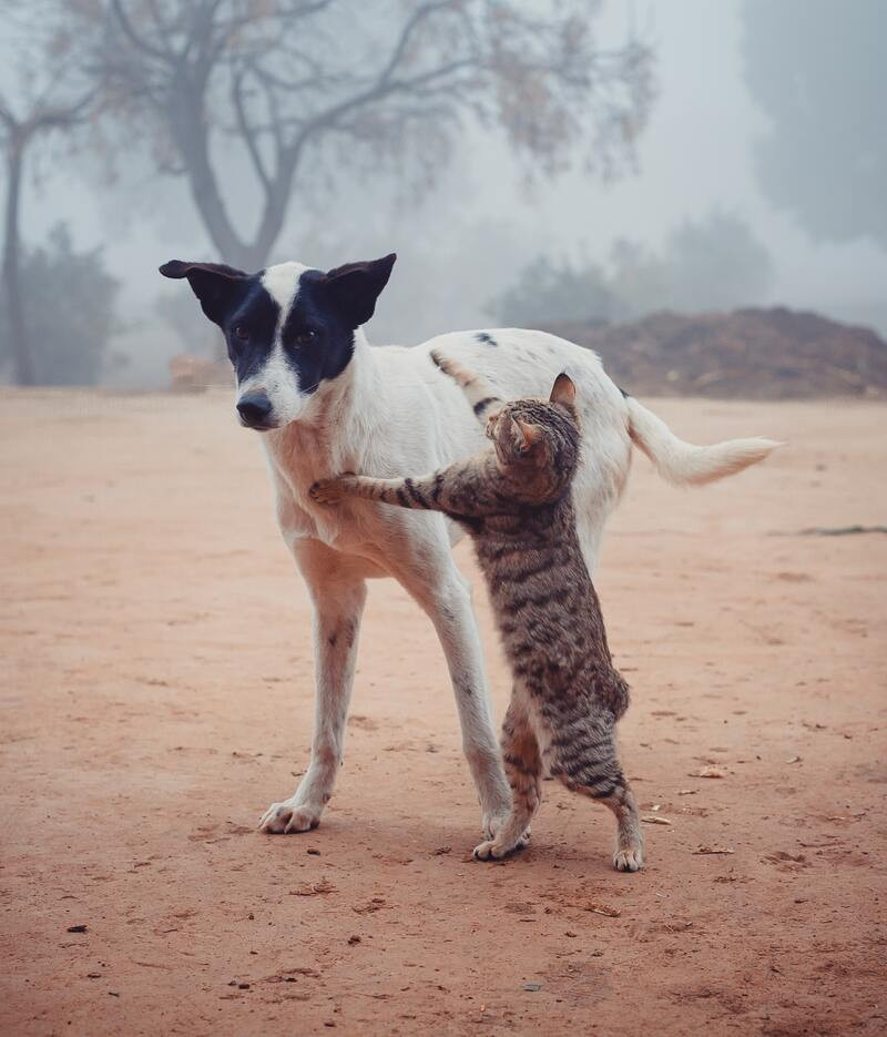 Hyalutidin DC, el condroprotector líquido para perros y gatos